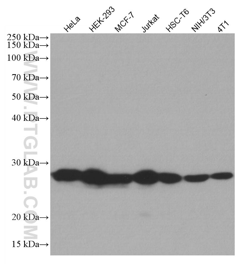 Western Blot (WB) analysis of various lysates using MAD2L2 Monoclonal antibody (67100-1-Ig)