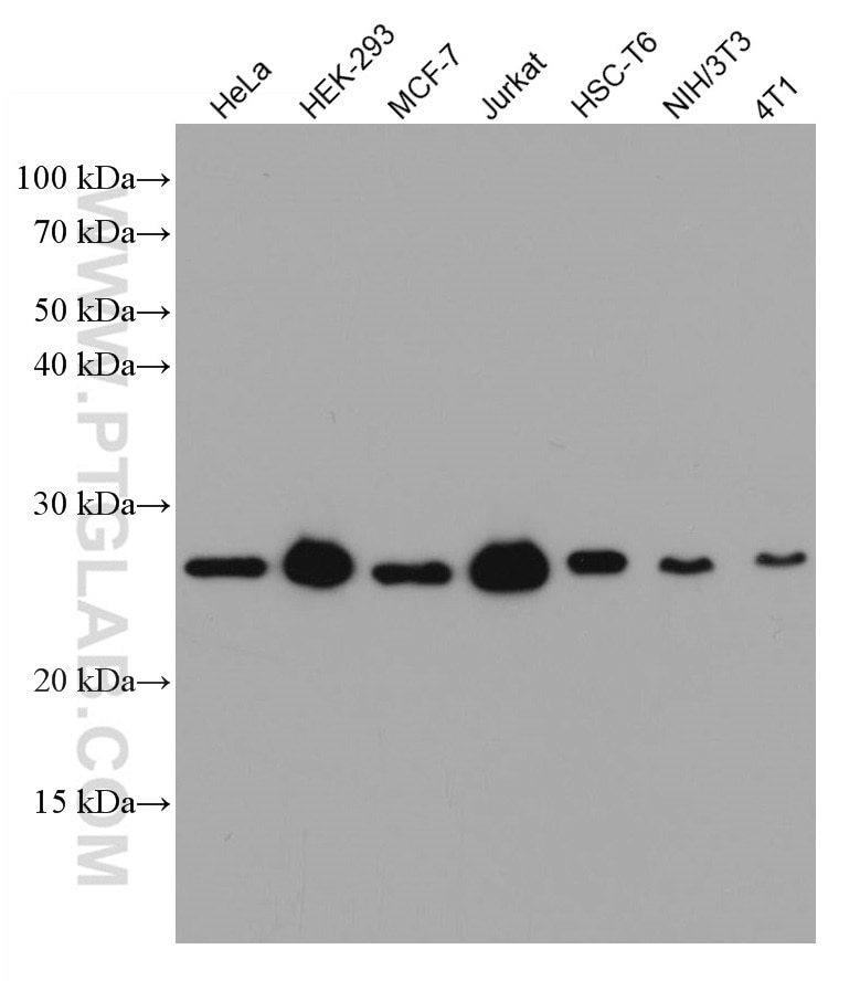 Western Blot (WB) analysis of various lysates using MAD2L2 Monoclonal antibody (67100-1-Ig)