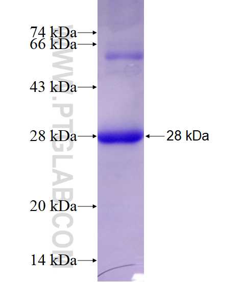 MAD2L2 fusion protein Ag28233 SDS-PAGE