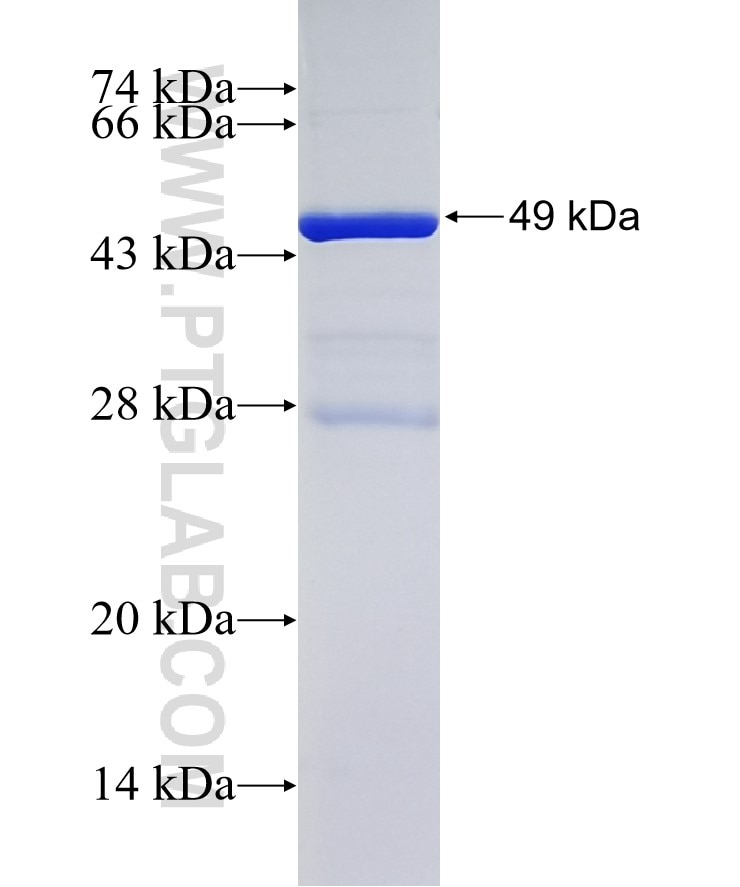 MAD2L2 fusion protein Ag3373 SDS-PAGE