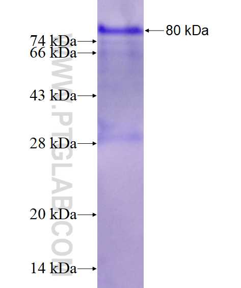 MADCAM1 fusion protein Ag16184 SDS-PAGE