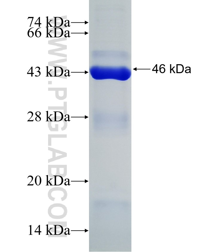 MADD fusion protein Ag31292 SDS-PAGE