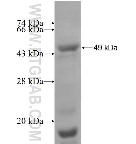MADD fusion protein Ag4732 SDS-PAGE