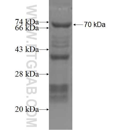 MADD fusion protein Ag4746 SDS-PAGE