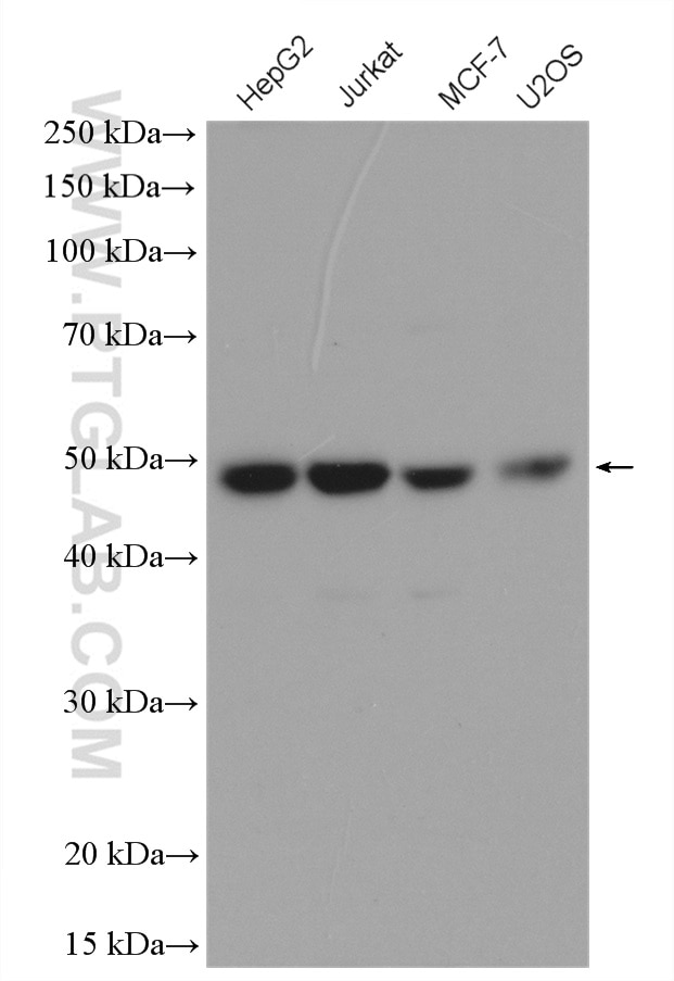Western Blot (WB) analysis of various lysates using MAEA Polyclonal antibody (15238-1-AP)