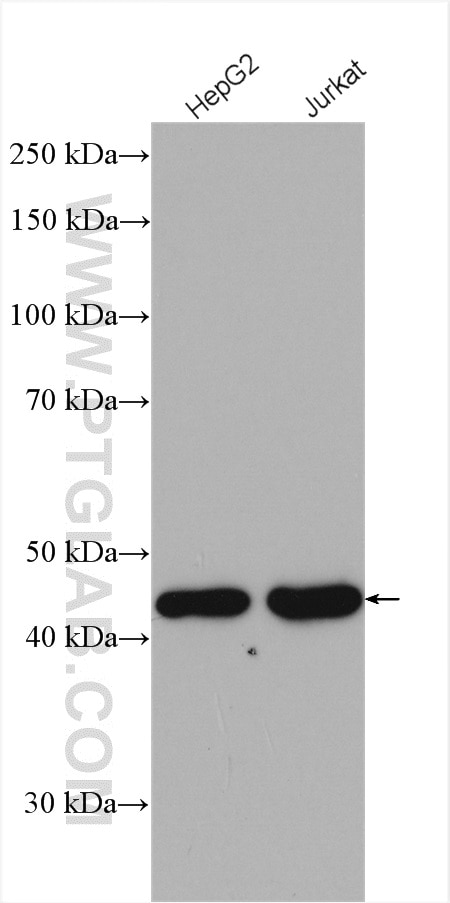 Western Blot (WB) analysis of various lysates using MAEA Polyclonal antibody (28363-1-AP)