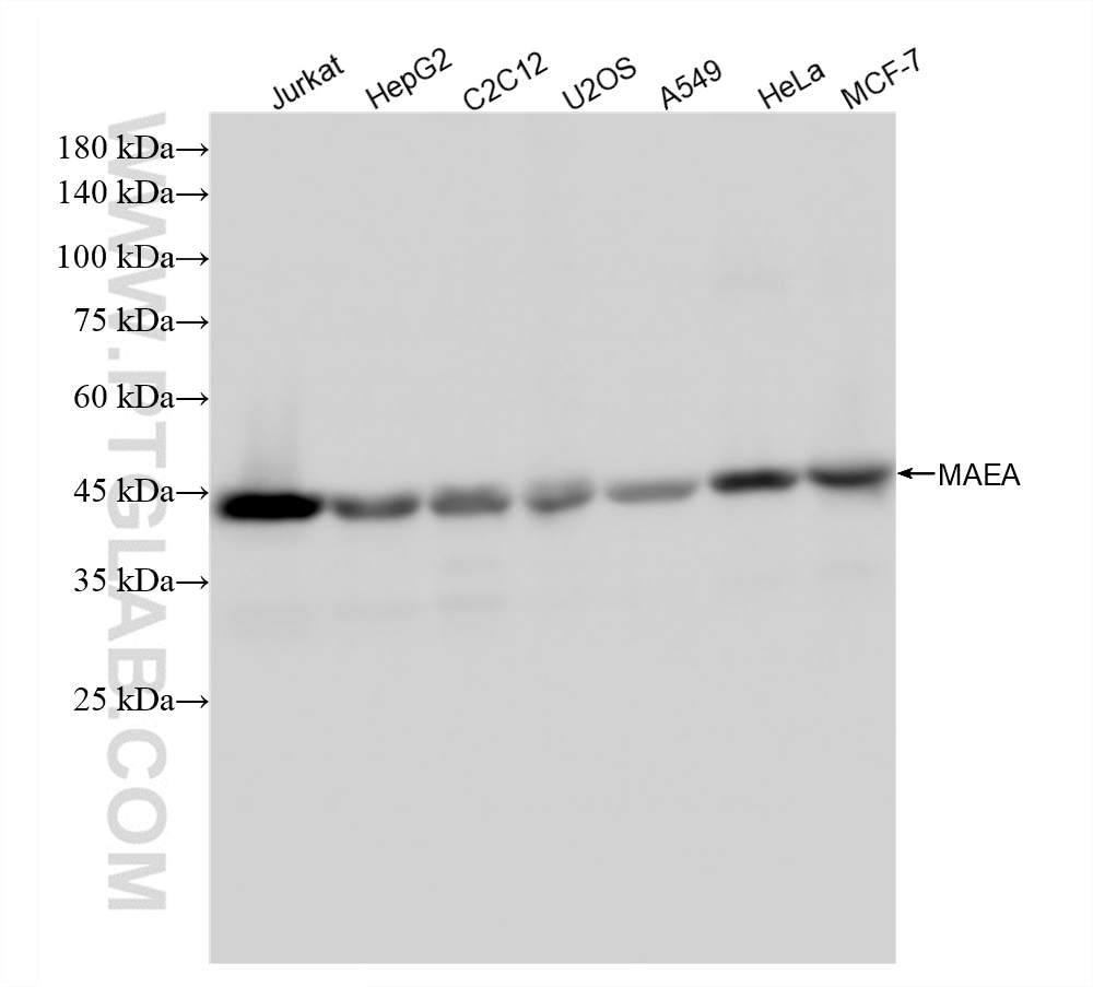 Western Blot (WB) analysis of various lysates using MAEA Recombinant antibody (83267-1-RR)
