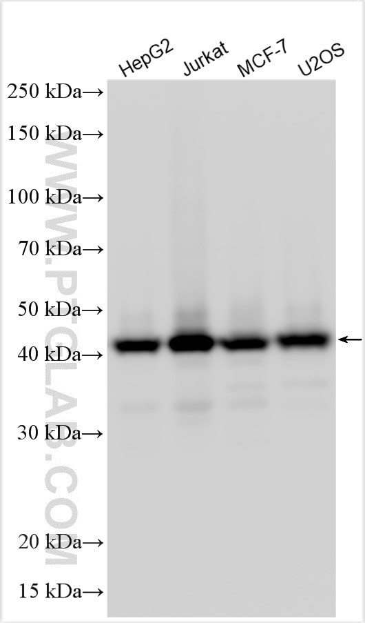 Western Blot (WB) analysis of various lysates using Multi-rAb™ MAEA Multi-Recombinant antibody (RMX00005)