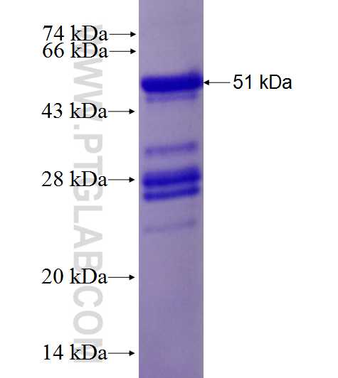 MAEA fusion protein Ag27150 SDS-PAGE