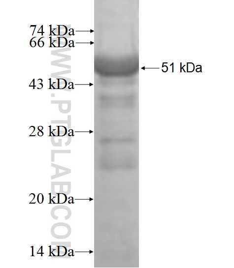 MAEA fusion protein Ag7477 SDS-PAGE