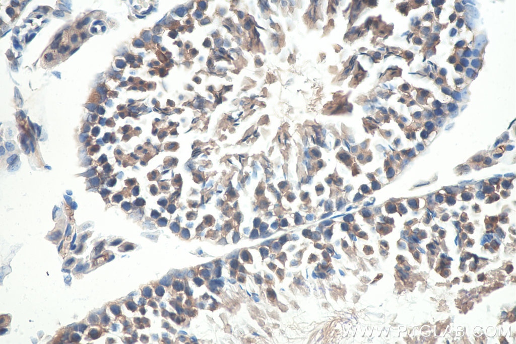 Immunohistochemistry (IHC) staining of mouse testis tissue using MAEL Polyclonal antibody (26666-1-AP)