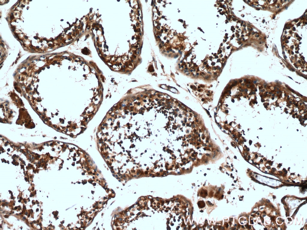 Immunohistochemistry (IHC) staining of human testis tissue using MAEL Polyclonal antibody (26666-1-AP)