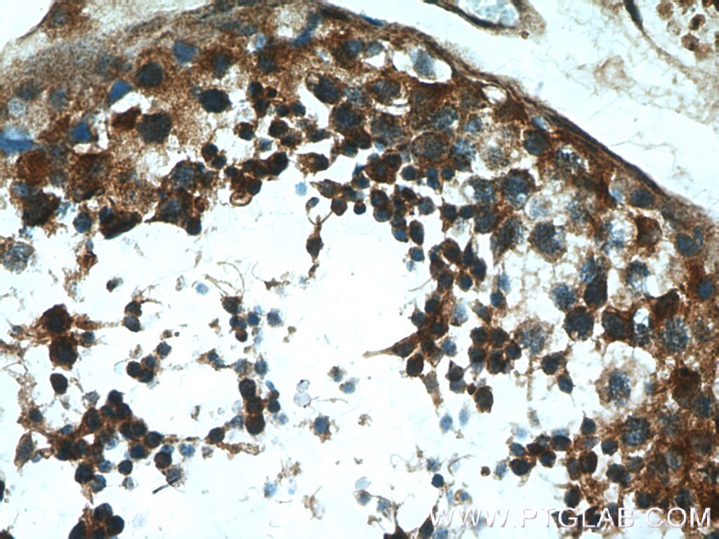 Immunohistochemistry (IHC) staining of human testis tissue using MAEL Polyclonal antibody (26666-1-AP)