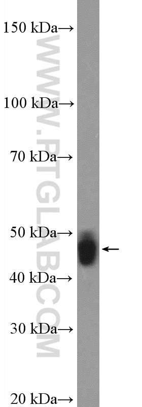 Western Blot (WB) analysis of mouse testis tissue using MAEL Polyclonal antibody (26666-1-AP)