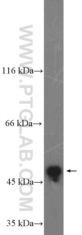 Western Blot (WB) analysis of rat testis tissue using MAEL Polyclonal antibody (26666-1-AP)