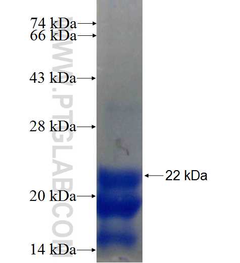 MAEL fusion protein Ag24524 SDS-PAGE