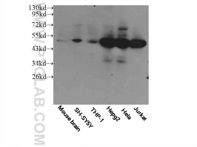 Western Blot (WB) analysis of multi-cells/tissue using MAF Polyclonal antibody (55013-1-AP)