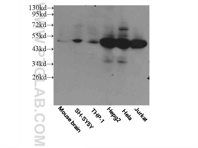 MAF Polyclonal antibody