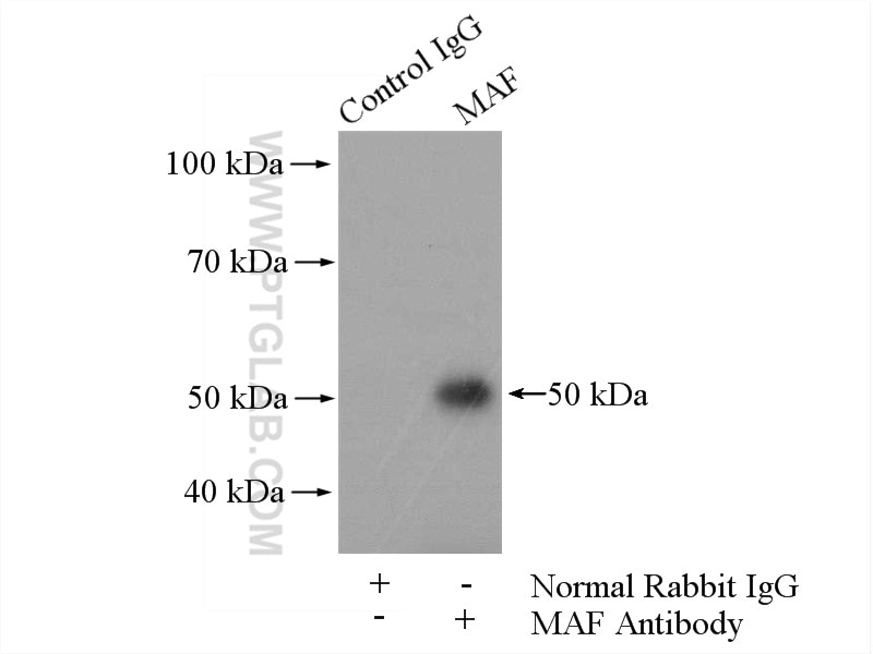 Immunoprecipitation (IP) experiment of A431 cells using MAF Polyclonal antibody (55013-1-AP)