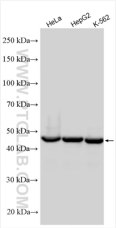 Western Blot (WB) analysis of various lysates using MAF Polyclonal antibody (55013-1-AP)