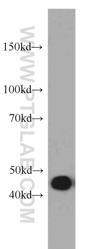 Western Blot (WB) analysis of K-562 cells using MAF Polyclonal antibody (55013-1-AP)