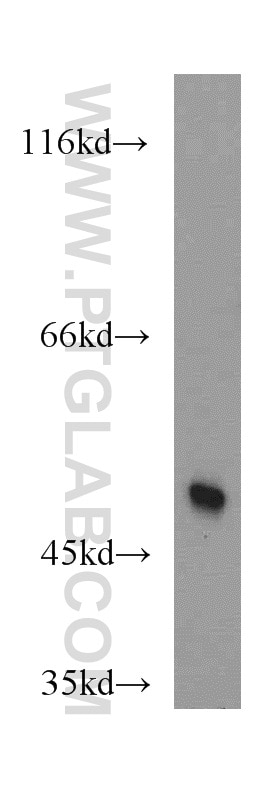 Western Blot (WB) analysis of A431 cells using MAF Polyclonal antibody (55013-1-AP)