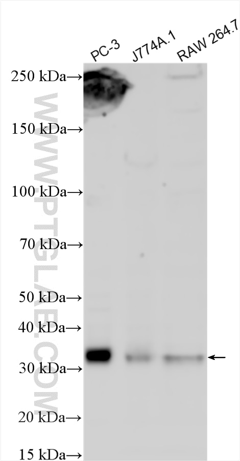 Western Blot (WB) analysis of various lysates using MAF1 Polyclonal antibody (11619-1-AP)