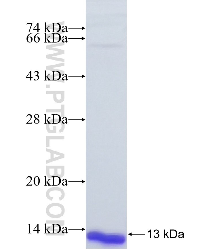 MAFA fusion protein Ag37840 SDS-PAGE MAFA fusion protein Ag37840 SDS-PAGE