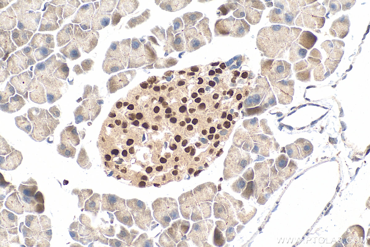 Immunohistochemistry (IHC) staining of mouse pancreas tissue using MAFB Polyclonal antibody (20189-1-AP)