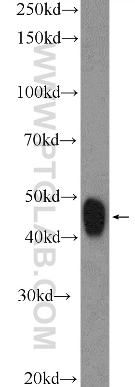 Western Blot (WB) analysis of RAW 264.7 cells using MAFB Polyclonal antibody (20189-1-AP)