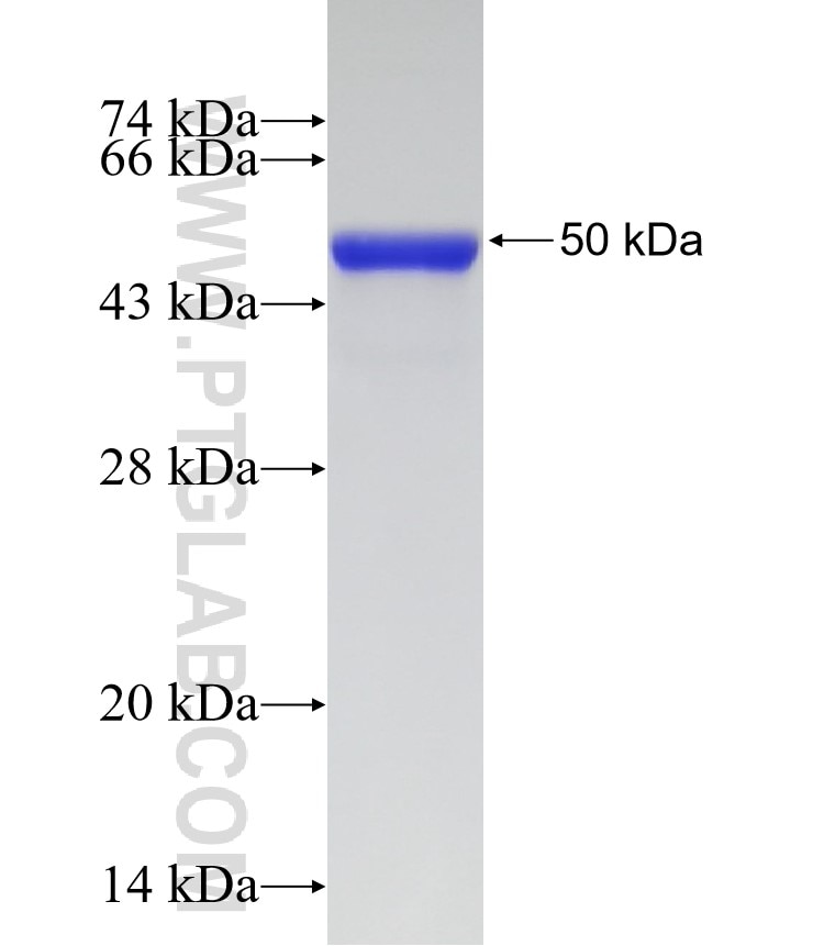 MAFB fusion protein Ag14102 SDS-PAGE
