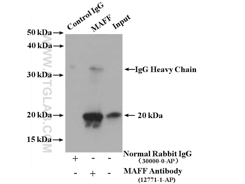 Immunoprecipitation (IP) experiment of SKOV-3 cells using MAFF Polyclonal antibody (12771-1-AP)