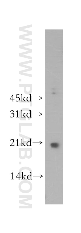 Western Blot (WB) analysis of human lung tissue using MAFF Polyclonal antibody (12771-1-AP)