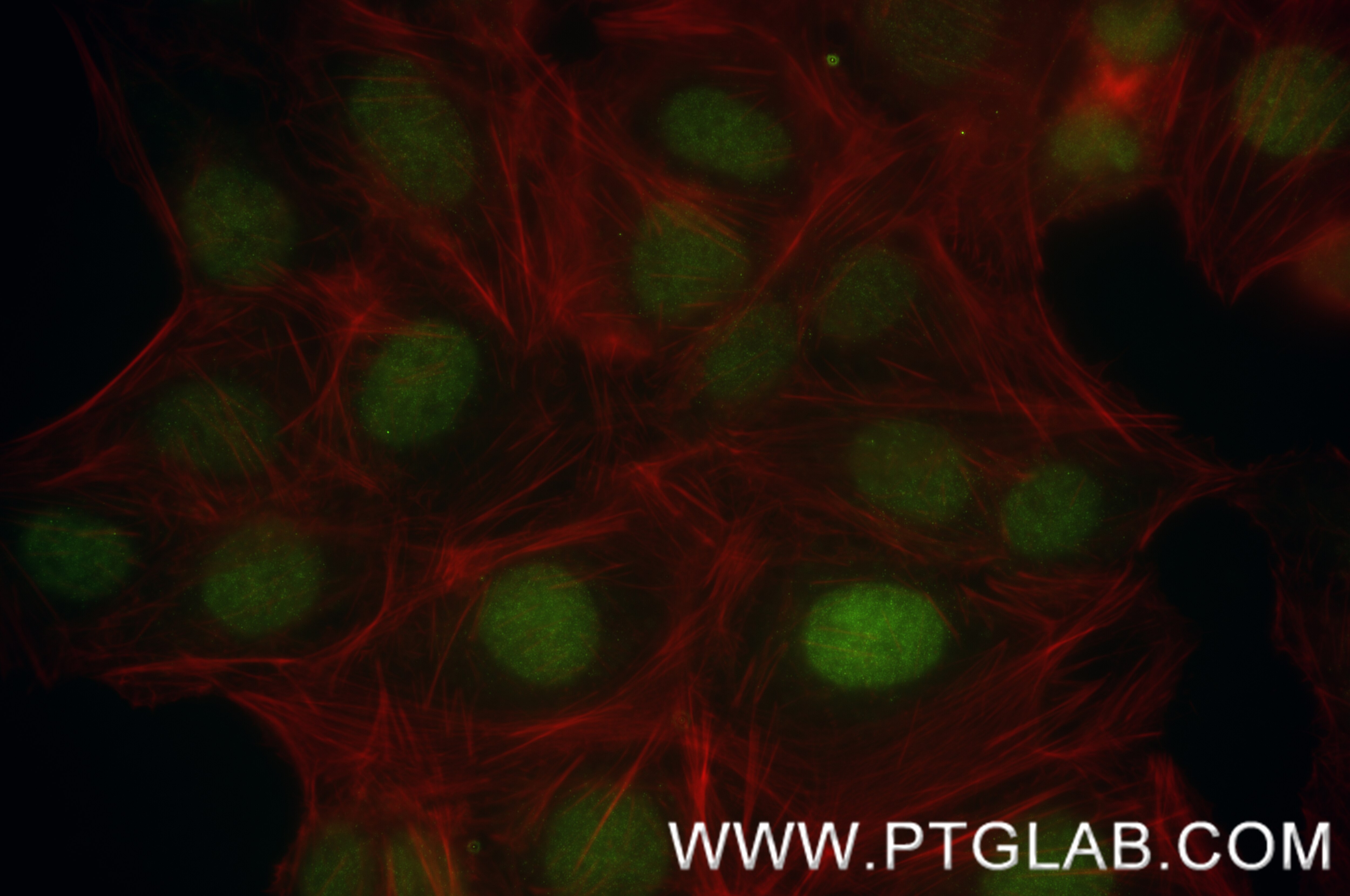 Immunofluorescence (IF) / fluorescent staining of U2OS cells using MAFF Recombinant antibody (85186-3-RR)