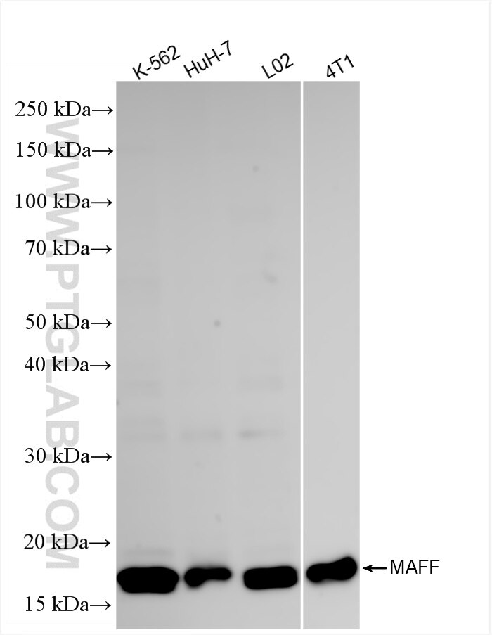 Western Blot (WB) analysis of various lysates using MAFF Recombinant antibody (85186-3-RR)