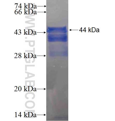 MAFF fusion protein Ag3460 SDS-PAGE