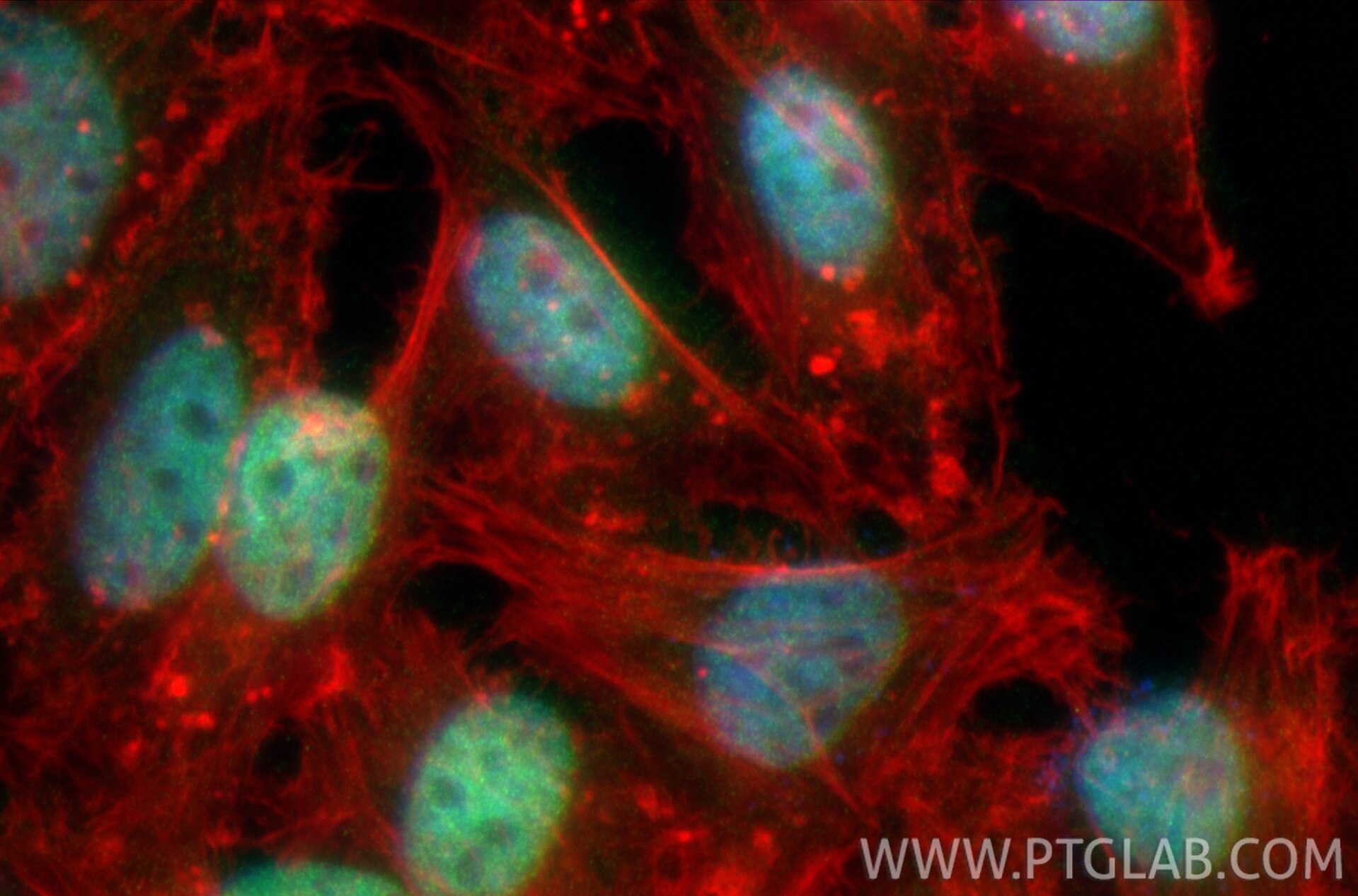 Immunofluorescence (IF) / fluorescent staining of HeLa cells using MAFK Polyclonal antibody (33199-1-AP)