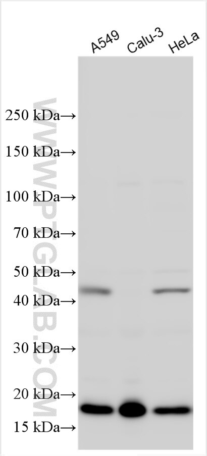 Western Blot (WB) analysis of various lysates using MAFK Polyclonal antibody (33199-1-AP)