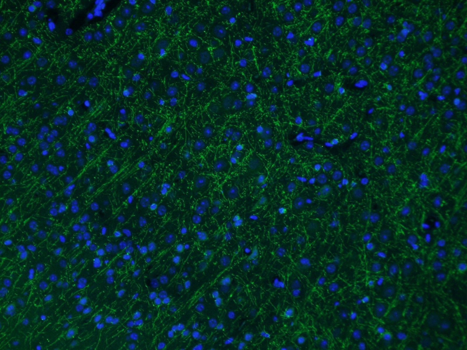 Immunofluorescence (IF) / fluorescent staining of mouse brain tissue using MAG Polyclonal antibody (14386-1-AP)