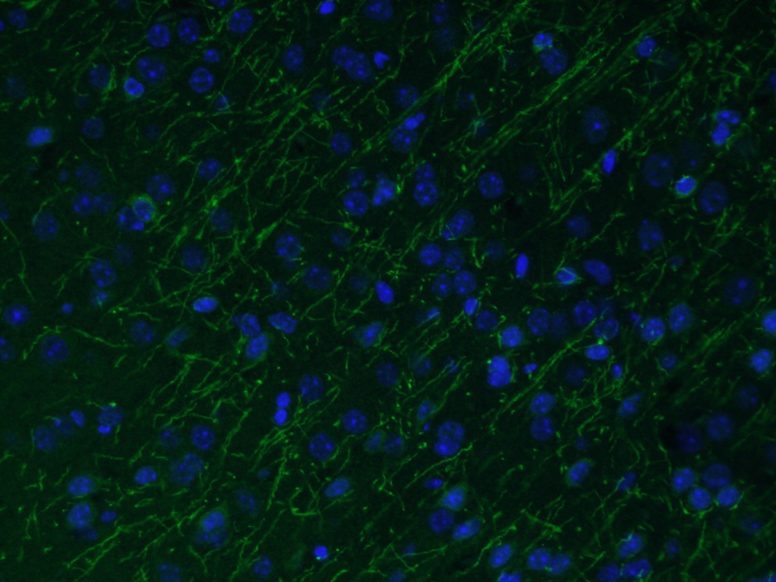 Immunofluorescence (IF) / fluorescent staining of mouse brain tissue using MAG Polyclonal antibody (14386-1-AP)