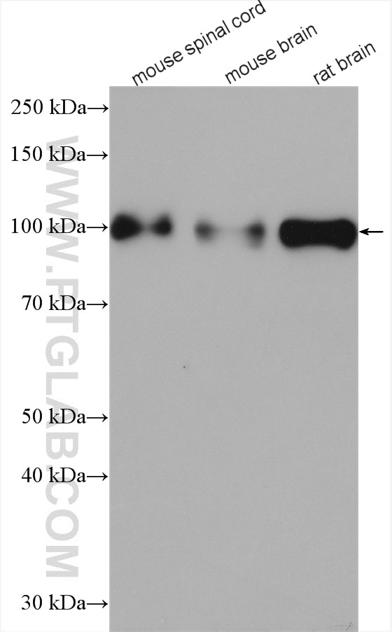 Western Blot (WB) analysis of various lysates using MAG Polyclonal antibody (14386-1-AP)