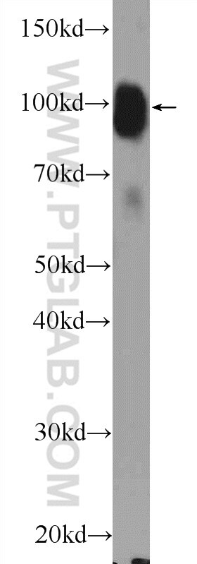 Western Blot (WB) analysis of rat brain tissue using MAG Polyclonal antibody (14386-1-AP)