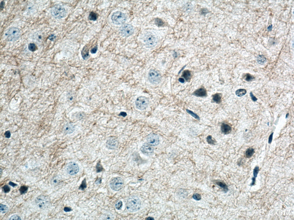Immunohistochemistry (IHC) staining of mouse brain tissue using MAG Monoclonal antibody (66709-1-Ig)
