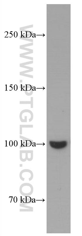 Western Blot (WB) analysis of rat brain tissue using MAG Monoclonal antibody (66709-1-Ig)