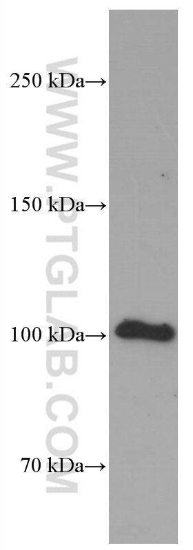 Western Blot (WB) analysis of rat cerebellum tissue using MAG Monoclonal antibody (66709-1-Ig)