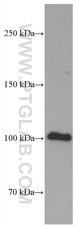 WB analysis of rat cerebellum using 66709-1-Ig