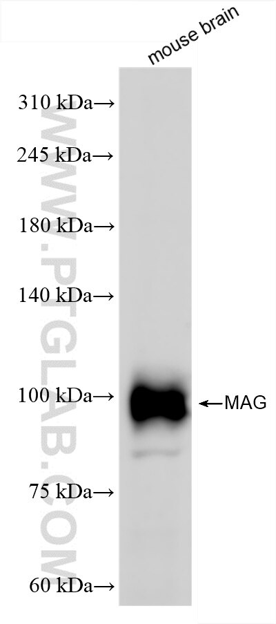 MAG