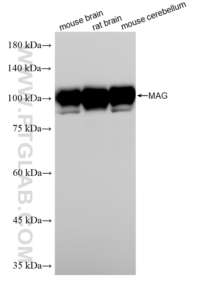 WB analysis using 86097-1-RR Western Blot (WB) analysis of various lysates using MAG Recombinant monoclonal antibody (86097-1-RR)