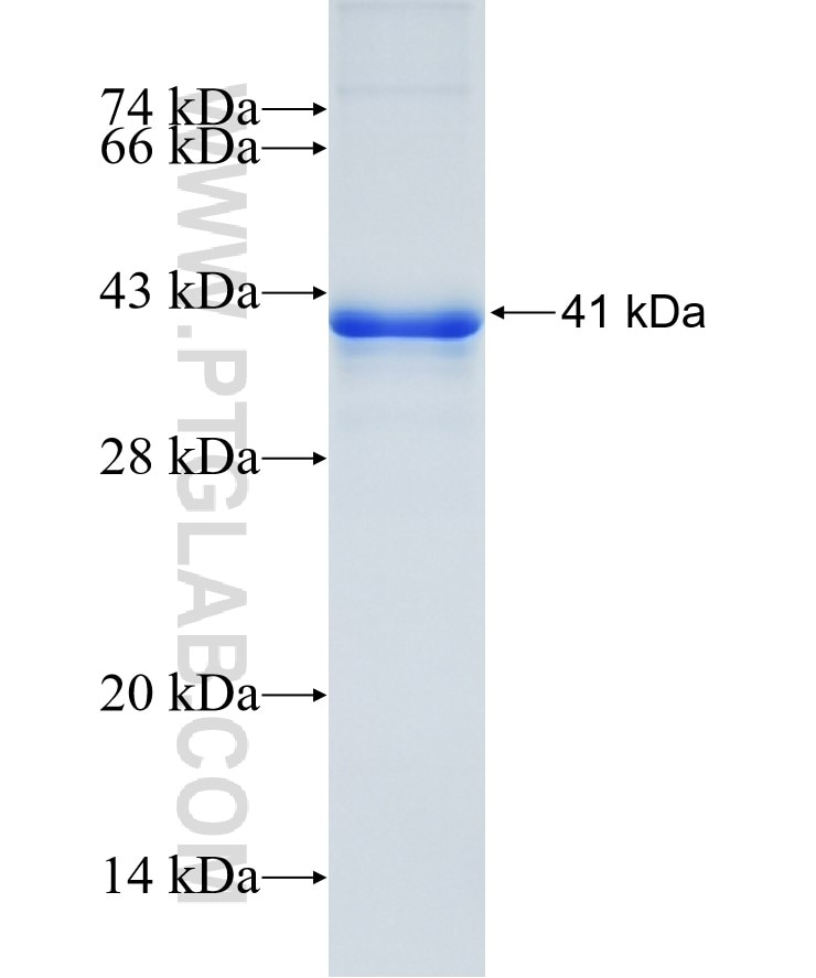 MAG fusion protein Ag6065 SDS-PAGE