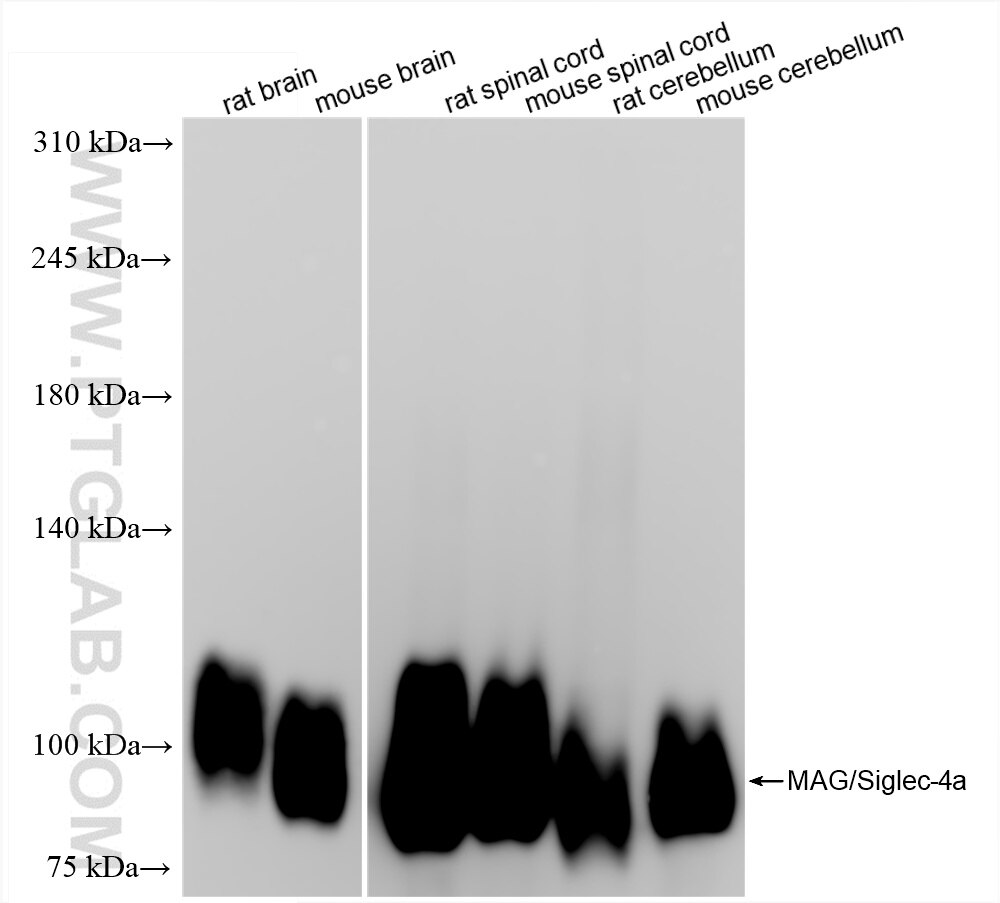 Western Blot (WB) analysis of various lysates using MAG/Siglec-4a Recombinant antibody (86073-1-RR)